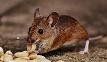 24 Hour & Emergency Exterminators in Roswell, GA